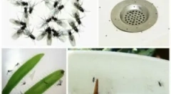 Kako se hitro znebiti mujdov doma